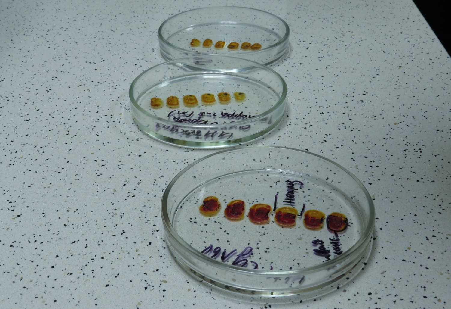 Лечебное дело